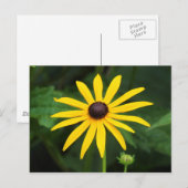 Rudbeckia hirta briefkaart (Voorkant / Achterkant)