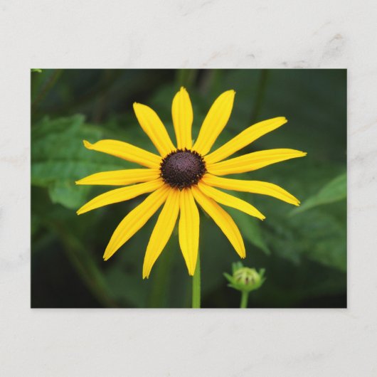 Rudbeckia hirta briefkaart (Voorkant)