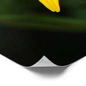 Rudbeckia hirta poster (Hoek)