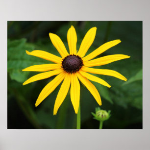 Rudbeckia hirta poster