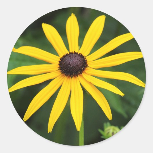 Rudbeckia hirta ronde sticker (Voorkant)