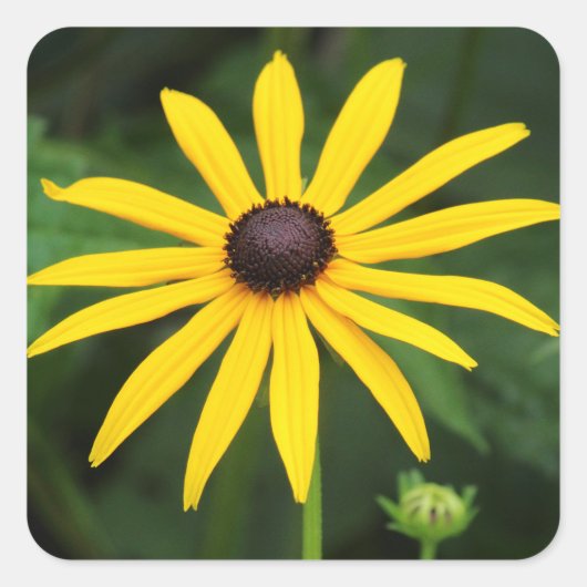 Rudbeckia hirta vierkante sticker (Voorkant)