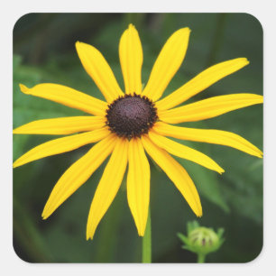 Rudbeckia hirta vierkante sticker