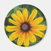 Rudbeckia Magnet (Voorkant)