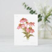 Rudbeckia purpurea briefkaart (Staand voorkant)