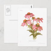 Rudbeckia purpurea briefkaart (Voorkant / Achterkant)