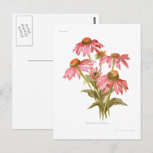 Rudbeckia purpurea briefkaart (Voorkant / Achterkant)