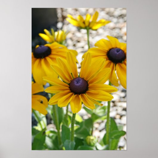 Rudbeckia Rising Poster (Voorkant)