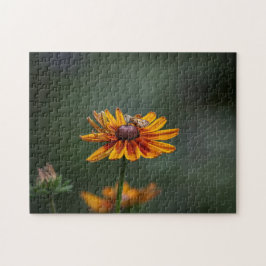 Rudbeckia Sitting Pretty Puzzel