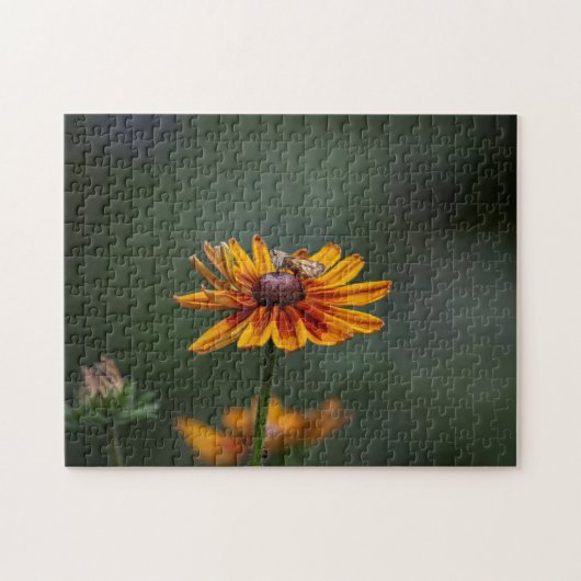 Rudbeckia Sitting Pretty Puzzel (Horizontaal)
