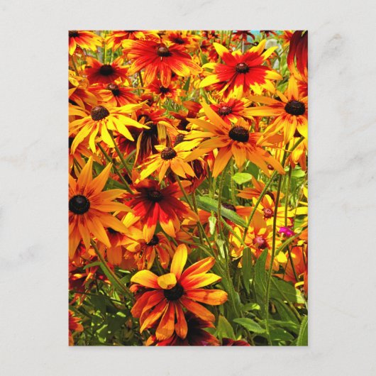 RUDBECKIA-STROMEN BRIEFKAART (Voorkant)