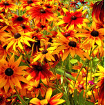 RUDBECKIA-STROMEN GESP<br><div class="desc">Een fotografisch ontwerp van  Rudbeckia-bloemen,  ook bekend als Black-eyed Susan of cone-bloemen.</div>