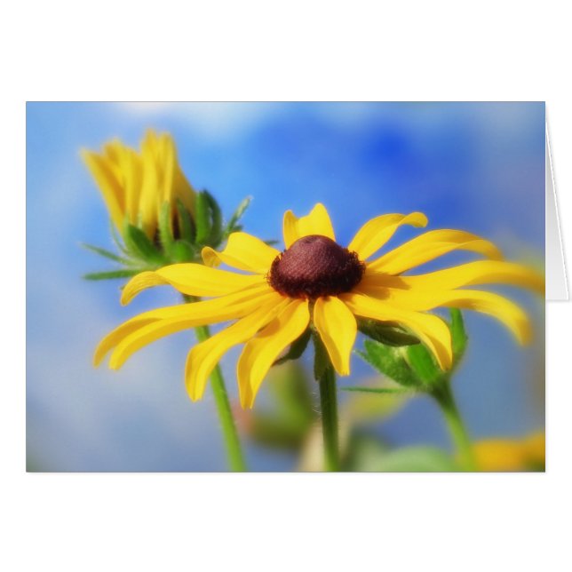 Rudbeckia Summer Dreams (Voorkant Horizontaal)