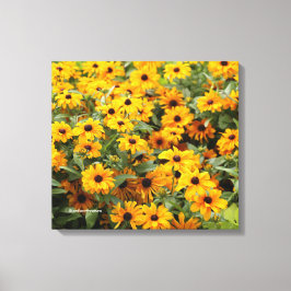 Rudbeckias / Bed of Black-Eyed Susans Canvas Afdruk