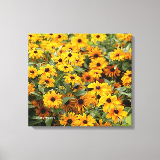 Rudbeckias / Bed of Black-Eyed Susans Canvas Afdruk (Voorkant)