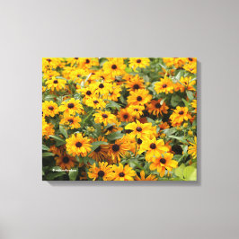Rudbeckias / Een Bed met Black-Eyed Susans Canvas Afdruk