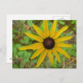 Rudbeckie hérissée briefkaart (Voorkant / Achterkant)
