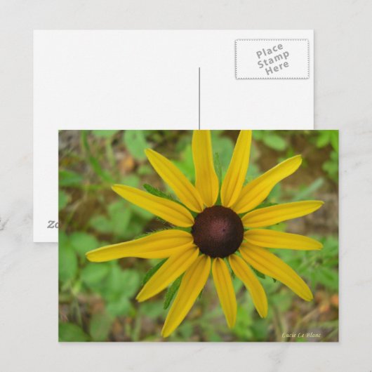 Rudbeckie hérissée briefkaart (Voorkant / Achterkant)