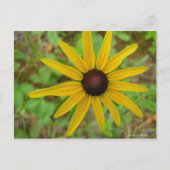 Rudbeckie hérissée briefkaart (Voorkant)