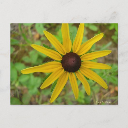 Rudbeckie hérissée briefkaart (Voorkant)