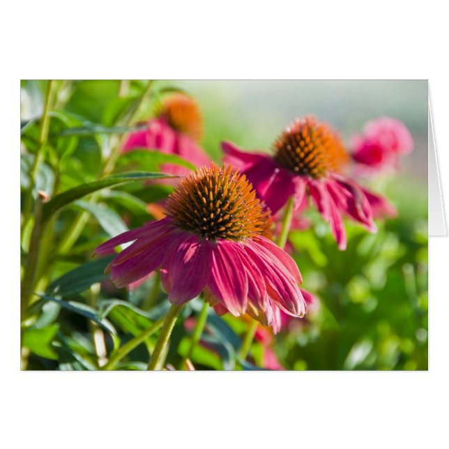 Rudbekia Daisies (Voorkant Horizontaal)
