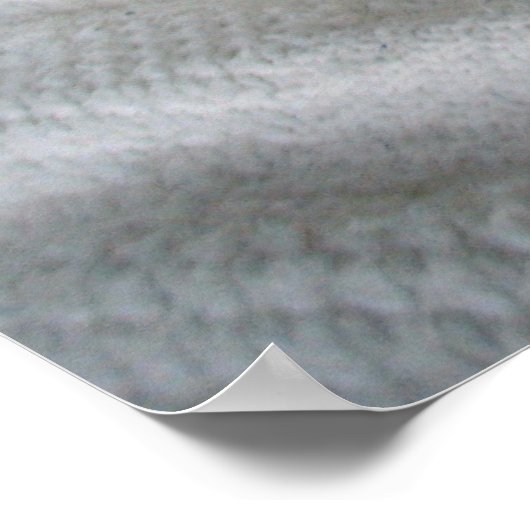 Ruddy Abyssinian Cat Poster (Hoek)