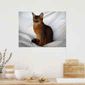 Ruddy Abyssinian Cat Poster (Keuken)