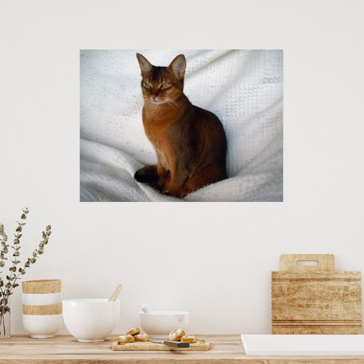 Ruddy Abyssinian Cat Poster (Keuken)