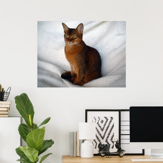 Ruddy Abyssinian Cat Poster (Thuiskantoor)