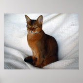 Ruddy Abyssinian Cat Poster (Voorkant)