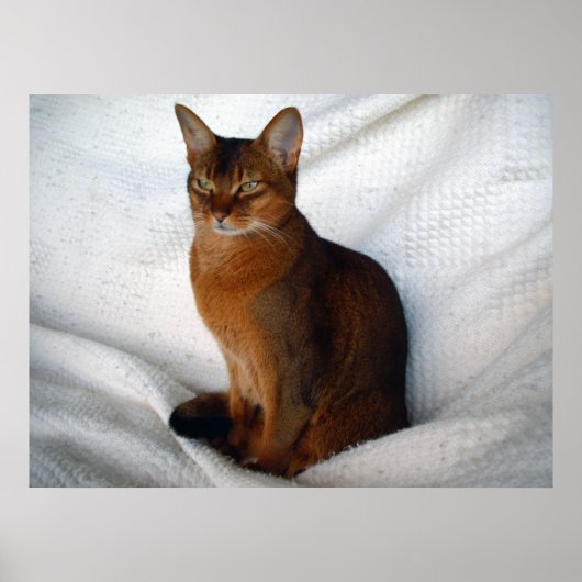 Ruddy Abyssinian Cat Poster (Voorkant)