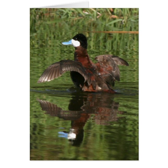Ruddy Duck Card (Voorkant)