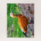 Ruddy Duck Legpuzzel (Verticaal)