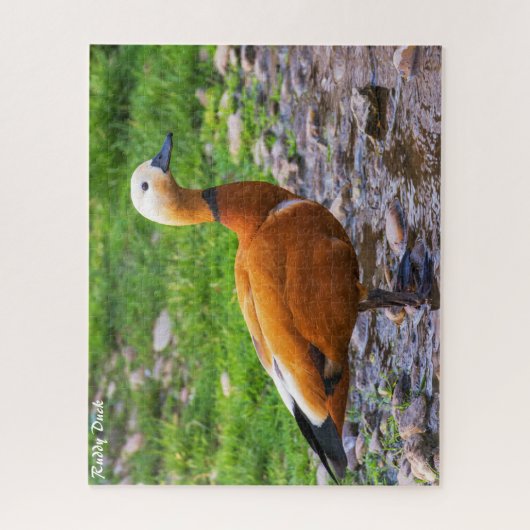 Ruddy Duck Legpuzzel (Verticaal)