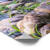 Ruddy Duck Poster (Hoek)