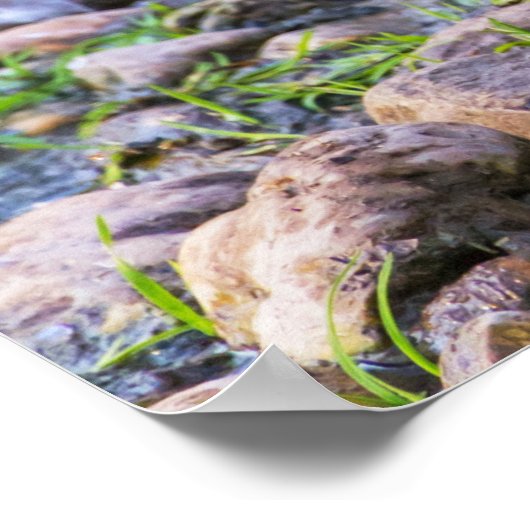 Ruddy Duck Poster (Hoek)