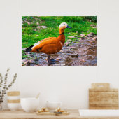 Ruddy Duck Poster (Keuken)