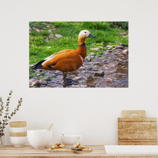 Ruddy Duck Poster (Keuken)
