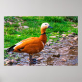 Ruddy Duck Poster (Voorkant)