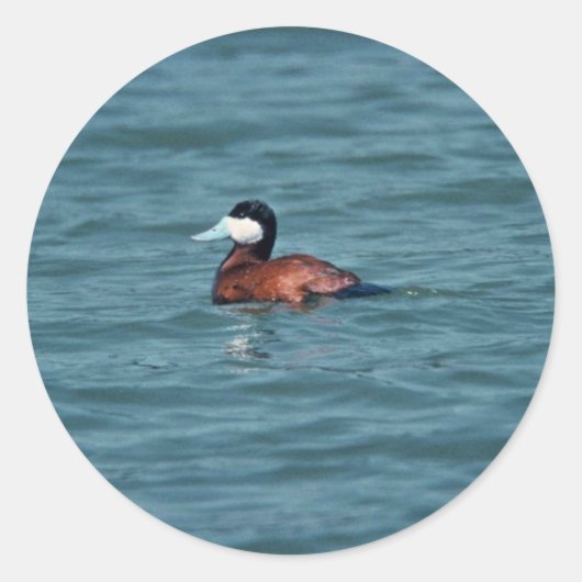 Ruddy Duck Ronde Sticker (Voorkant)