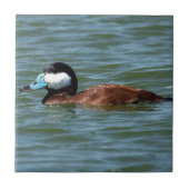 Ruddy Duck Tegeltje (Voorkant)