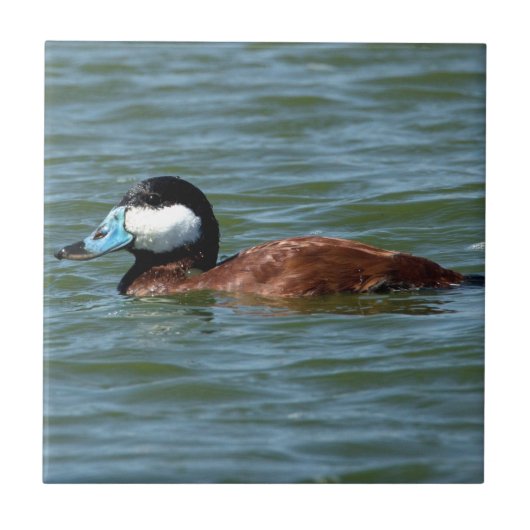 Ruddy Duck Tegeltje (Voorkant)