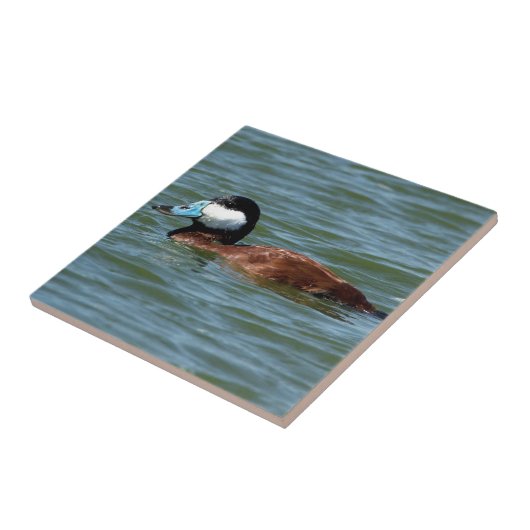 Ruddy Duck Tegeltje (Zijkant)
