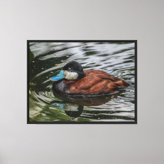 Ruddy eend perfectie Opgespannen Canvas Print