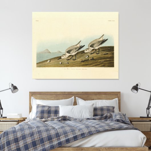 Ruddy Plover (Sanderling) Audubon Birds of America Canvas Afdruk (Insitu (Slaapkamer))