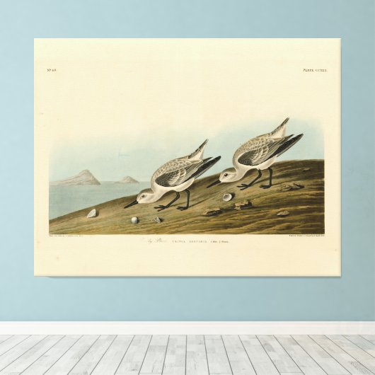 Ruddy Plover (Sanderling) Audubon Birds of America Canvas Afdruk (Insitu (Houten vloer))