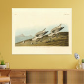 Ruddy Plover (Sanderling) Audubon Birds of America Canvas Afdruk (Insitu (Woonkamer))