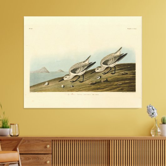 Ruddy Plover (Sanderling) Audubon Birds of America Canvas Afdruk (Insitu (Woonkamer))