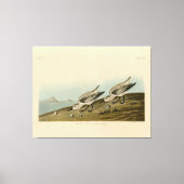 Ruddy Plover (Sanderling) Audubon Birds of America Canvas Afdruk (Voorkant)