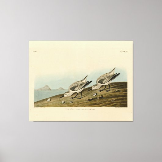 Ruddy Plover (Sanderling) Audubon Birds of America Canvas Afdruk (Voorkant)